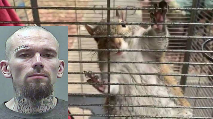 Meth Attack Squirrel